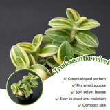 Rare Live Tradescantia Wandering Jew Plant, Live Houseplant, 3.5 Inch Pot