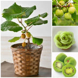 2 Hardy Kiwi Vine Live Plants, Trellis Fruit Vine Plant, 4-6 Inch Tall