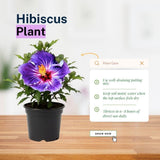 Purple Hibiscus Plant 5-7 Inch Tall