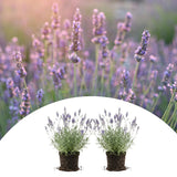 2 Purple Live Lavender Plants, Garden Plant, 4-7 Inch Tall