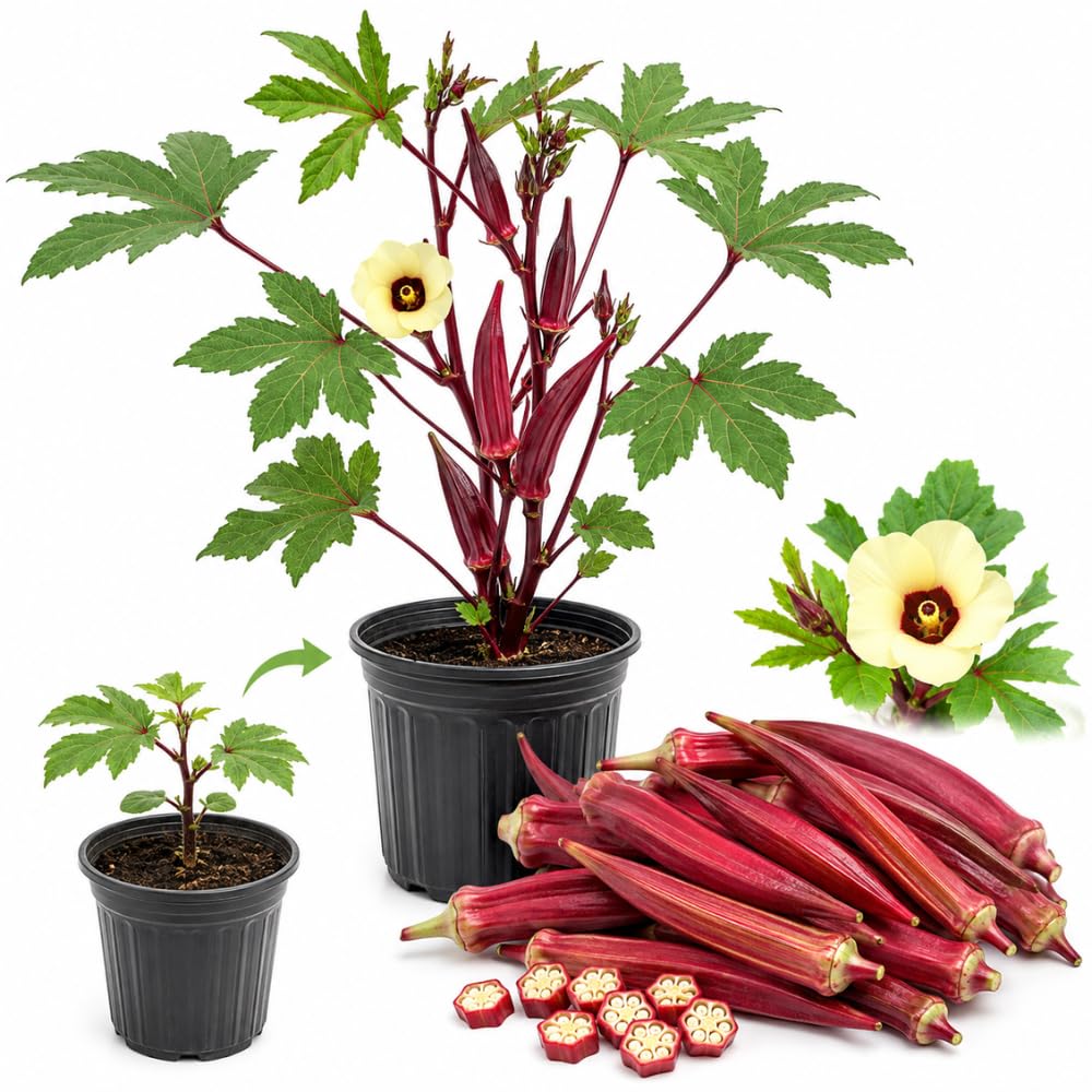 2 Red Okra Plants Live, Vegetable Start Plant for Home Garden, 4 Inc Pot