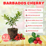 Barbados Cherry Tree Live Plant, Barbados Cherry Tree, 4-7 Inch Tall