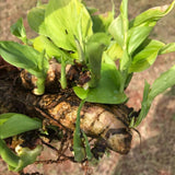 2lb Yellow Turmeric Planting Roots