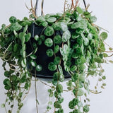 Live String of Turtles Plant, Potted Succulent, 3-5 Inch Tall, 2 Inch Pot