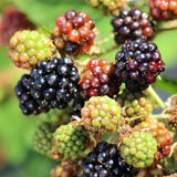 3 Triple Crown BlackBerry Live Plants, Starter Berry Plant, 3-7 Inch Tall