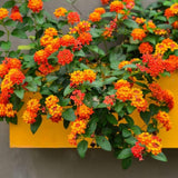 Set 2 Bright Orange Lantana Live Plant 4-6 Inches Tall