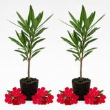 Set 2 Red Oleander Plants Live, Oleander Plant, 4-6 Inc Tall