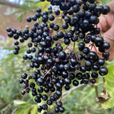 Black Elderberry Plant Live, 6-12 Inch Tall, Fast Growing Ornamental Elderberry Shrub, Outdoor Planting
