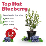 2 Tophat Blueberry Plants Live, Starter Plant, 4-6 Inch Tall