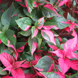 4 Pink Green Alternanthera Plants Live, Color Foliage, 3-6 Inch Tall