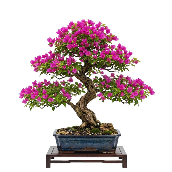 Pink Bougainvillea Live Plant, 4 Inch Tall