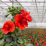 Red Hibiscus Live Plant, Indoor Outdoor Plant, 4-6 Inch Tall