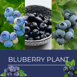 2 Top Hat Live Blueberry Plants, Ready to Grow Plant, 4-7 Inch Tall