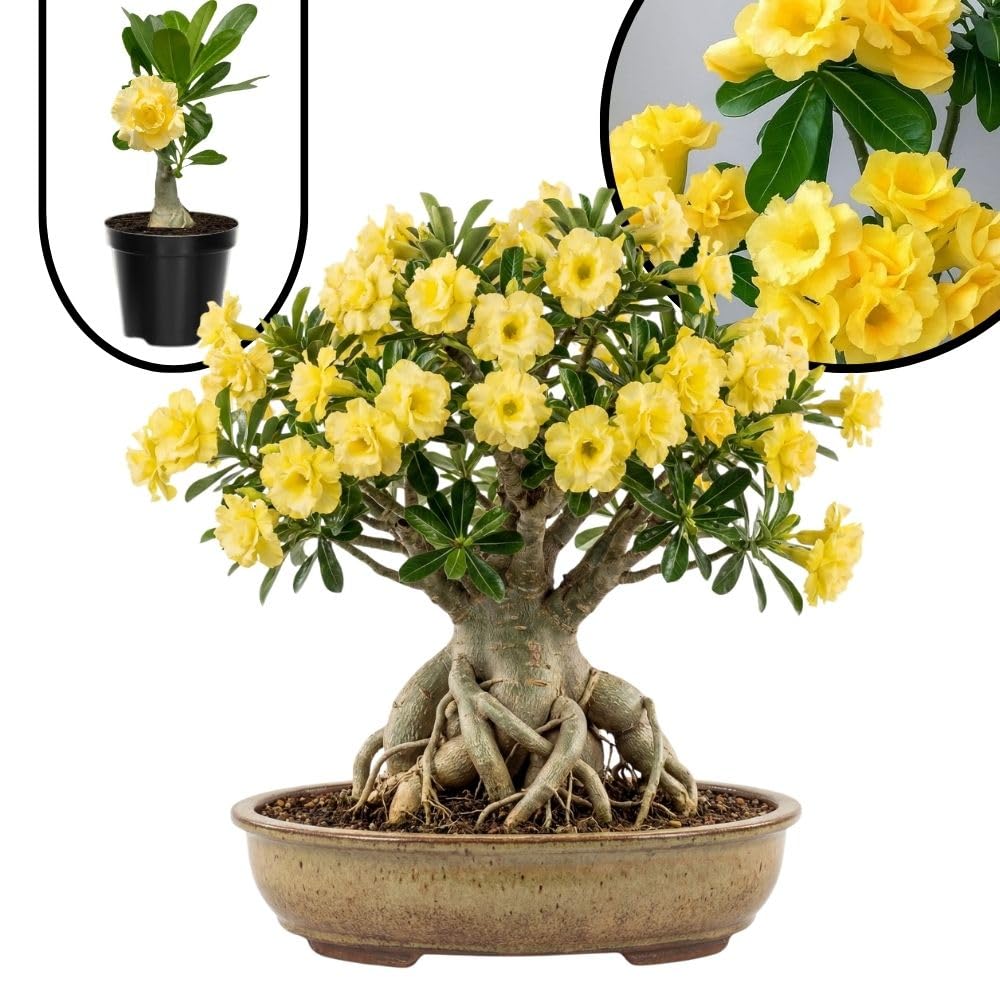 Yellow Desert Rose Live Plant 4-7 Inches Tall