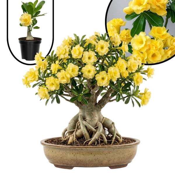 Yellow Desert Rose Live Plant 4-7 Inches Tall