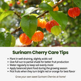 Surinam Cherry Live Plant 4–7" Tall