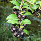 6 Huckleberry Bushes Live Plants, Sweet Edible Berry Bush, 1-3 Inch Tall
