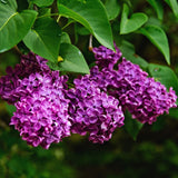 Purple Lilac Tree Live Plant, Fragrant Bloom Bush, 4 Inch Pot