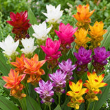 2 Mixed Ginger Live Plants, Ornamental Flowering Ginger Plant for Indoor Outdoor, Colorful Blooming Gingers 4-6 Inches