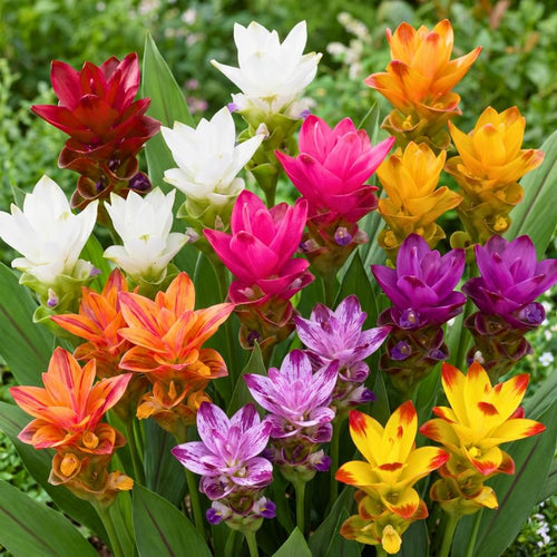 2 Mixed Ginger Live Plants, Ornamental Flowering Ginger Plant for Indoor Outdoor, Colorful Blooming Gingers 4-6 Inches