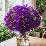 Purple Tibouchina Princess Live Plant, Flower Shrub Plant, 3-5 Inch Tall