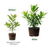 Bay Leaf Plant Live, Culinary Herb, Bay Leaf Live Plant, 5-7 Inch Tall
