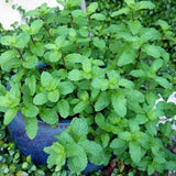 Set 3 Mojito Mint Live Plant 3 to 6 Inch Tall
