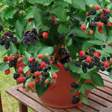 3 Rare BlackBerry Live Plants, Large Berry Fruit Plant, 3-7 Inch Tall