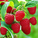 3 Red Raspberry Live Plants, Sweet Edible Berry Bush, 3-5 Inch Tall