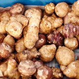 2 Lb Live Jerusalem Artichoke Tubers, Home Garden Plant