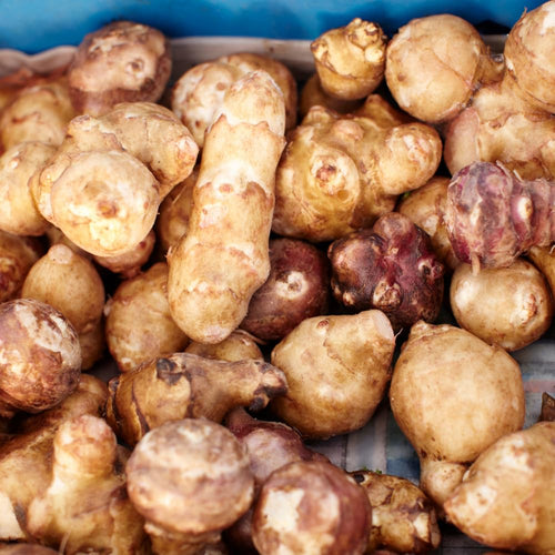 2 Lb Live Jerusalem Artichoke Tubers, Home Garden Plant