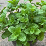 Set 3 Mojito Mint Live Plant 3 to 6 Inch Tall
