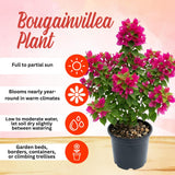 2 Deep Pink Bougainvillea Plants, Well-Rooted Bougainvillea, 4-6 Inch Tall