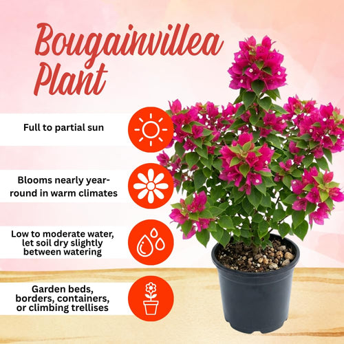 2 Deep Pink Bougainvillea Plants, Well-Rooted Bougainvillea, 4-6 Inch Tall