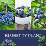 2 Mini Sunshine Blueberry Plants Live, 4-7 Inch Tall