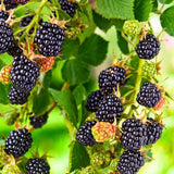 2 Navaho BlackBerry Live Plants, Berry Plant, 4-7 Inch Tall