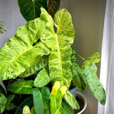 Variegated Philodendron Live Plant 4-6 Inches, Easy Care Indoor Houseplant for Home and Office, Tropical Foliage Philodendron