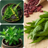Epazote Herb Live Plant, Garden Herb Plant, 4-6 Inch Tall, 4 Inch Pot