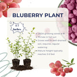 2 Pink Lemonade Live Blueberry Plants, 4-7 Inch Tall