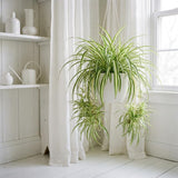 Variegated Live Spider Plant, Home Office Decor Plant, 4-6 Inch Tall