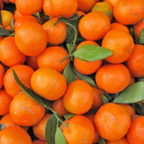 Sweet Mandarin Tree Live, Ready to Grow Plant, 1-2 Ft Tall, 1 Gallon Pot