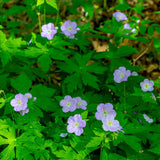15 Geranium Live Plants, Patio Container Plant