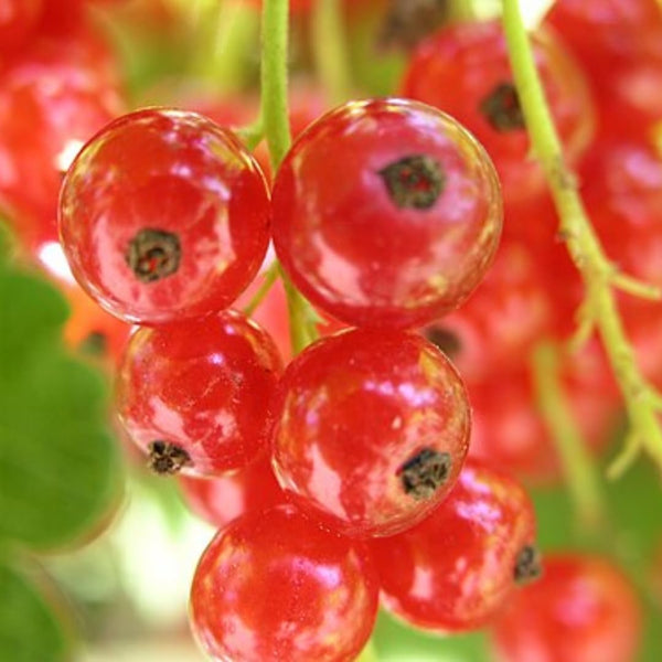 Pack 3 Red Currant Plant Live for Outdoor Growing, Currant Bushes Plugs Size 3-5" Tall, No Pot, Fast-Growing and Cold Hardy, Ready for Spring Planting