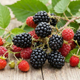 2 Cold Hardy Black Berry Live Plants, Outdoor Garden Plant, 4-6 Inch Tall