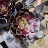 Black Aeonium Succulent Live Plant, Easy Care Indoor Plant, 2 Inch Pot