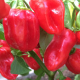 Red Habanero Pepper Plant Live, Garden Plant, 4-7 Inch Tall, 4 Inch Pot