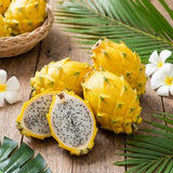 3 Yellow Dragon Live Plants, Yellow Fruits Tree, 3-7 Inch Tall