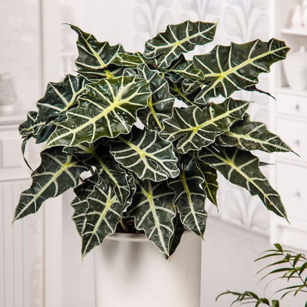 Green Alocasia Live Plant, Outdoor Garden Plant, 2-4 Inch Tall