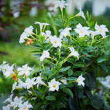 2 White Mandevilla Plants Live, Indoor Outdoor Plant, 4-6 Inch Tall