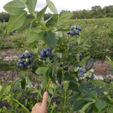 2 Legacy Blueberry Plant Live, Blueberry Bushes Plant, 4-7 Inch Tall